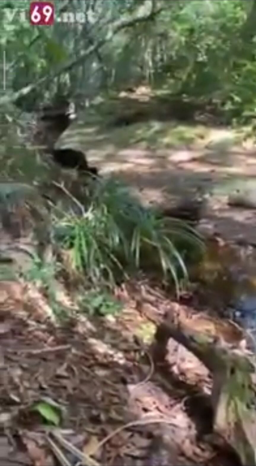 Vượt cả trăm km để địt nhau mà hết tiền nên vào Rừng public chs trần