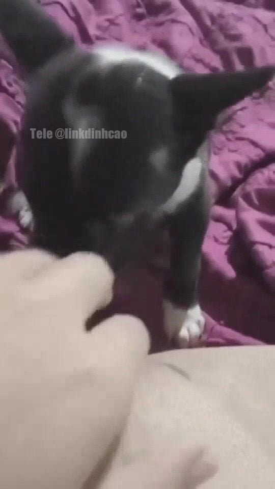 Nứng quá bắt chó liếm lồn non của chủ ( phần 2 ) vd full ib thẳng tele @Lynhchang_102