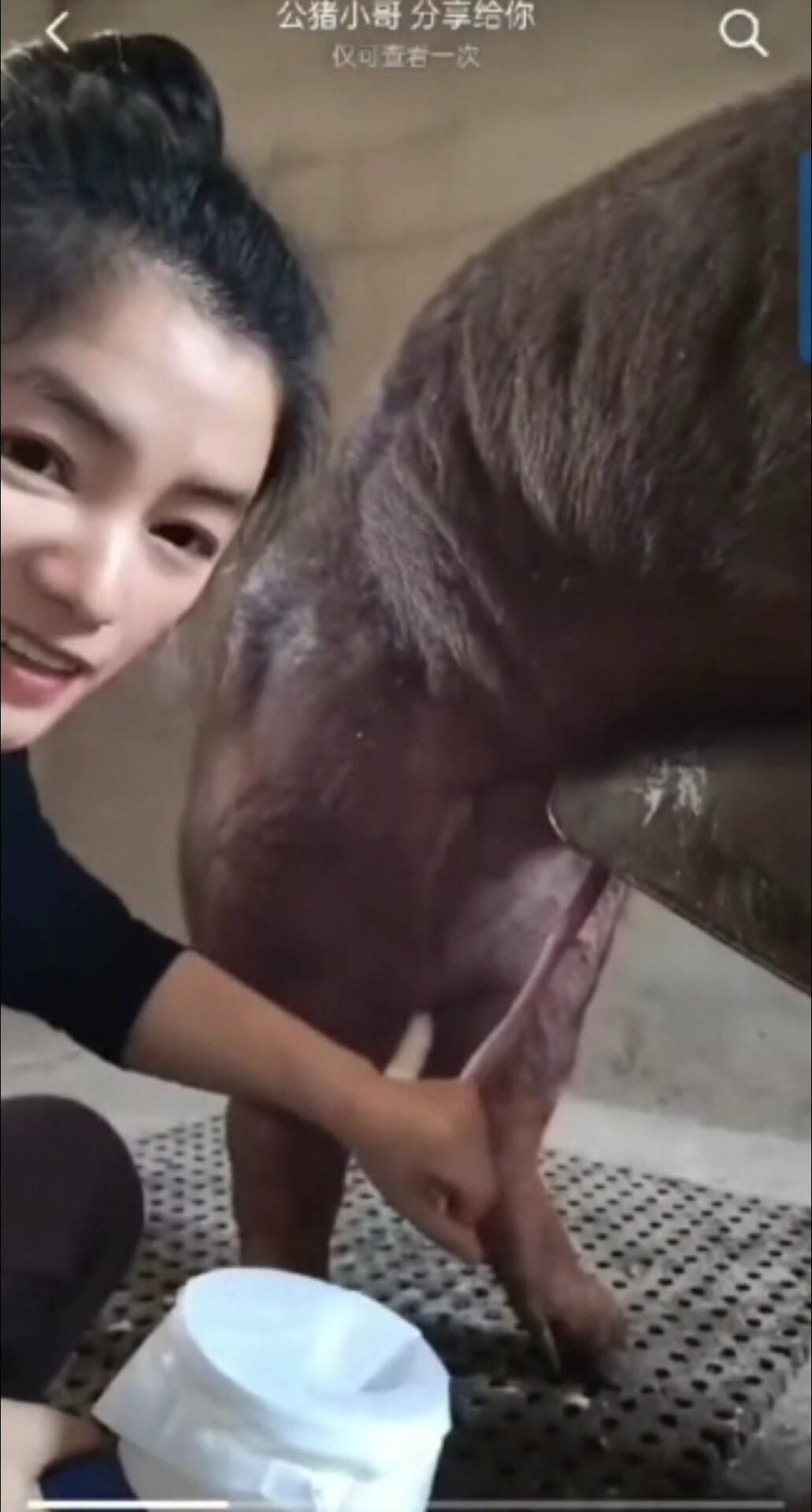 Em gái Trung Quốc lấy tinh lợn bằng mồm