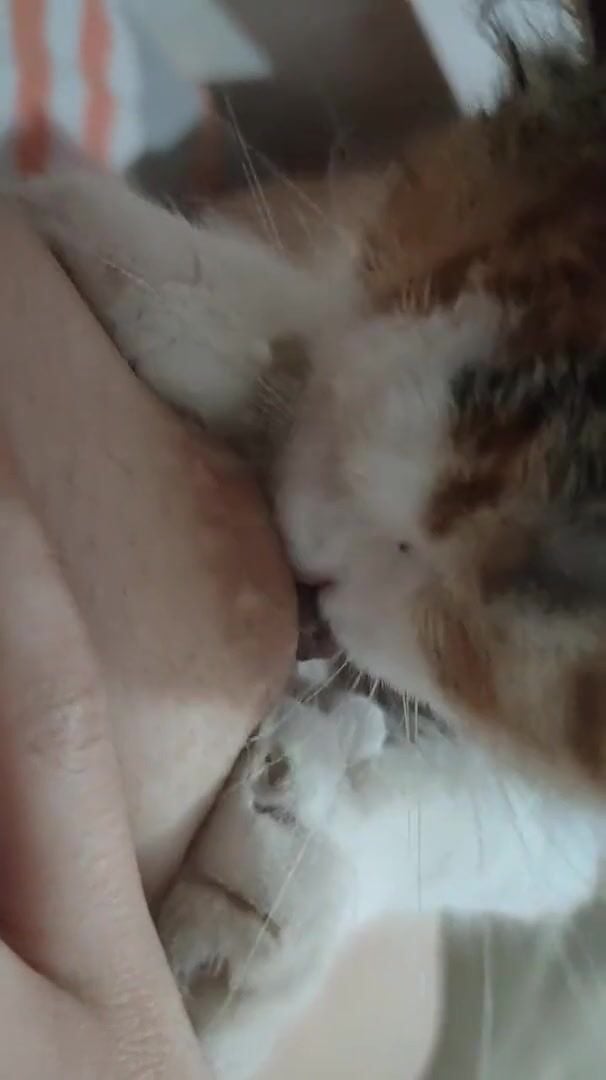 Gái xinh dâm dục cho mèo lồn bú vú, các bạn nữ nên học theo vì cực nứng 🥵🥵🥵 (1)