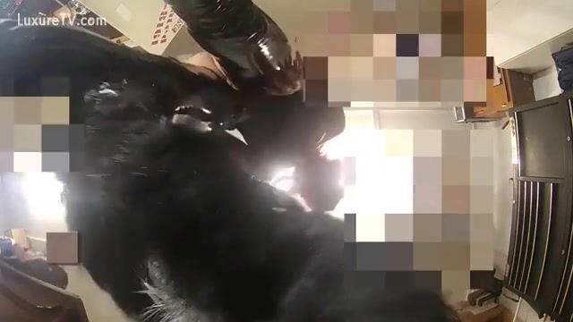 Zoophilia lợn nhỏ